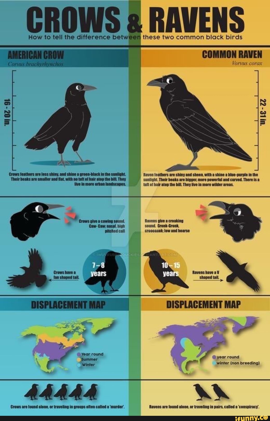 Crow перевод с английского. Crow Raven разница. Raven vs Crow. Crow and Raven differences. Ворон против вороны.