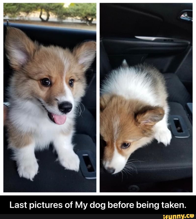Last pictures of My dog before being taken. - Last pictures of My dog before being taken.