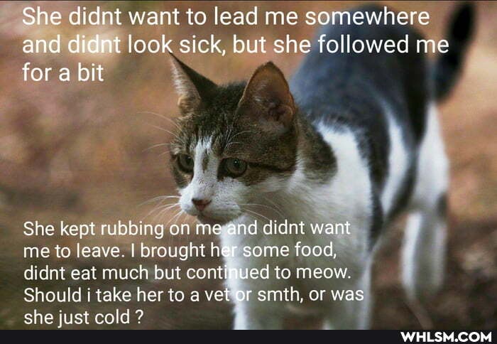 She didnt want to lead me somewhere and didnt look sick, but she followed me for a bit
She kept rubbing on me and didnt want me to leave. I brought her some food, didnt eat much but continued to meow.
Should i take her to a vet or smith, or was