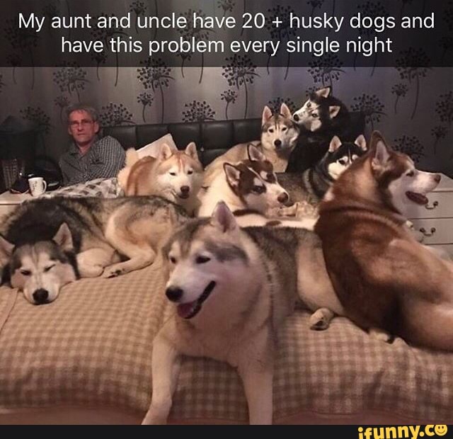 My aunt and uncle have 20 + husky dogs and have this problem every single night