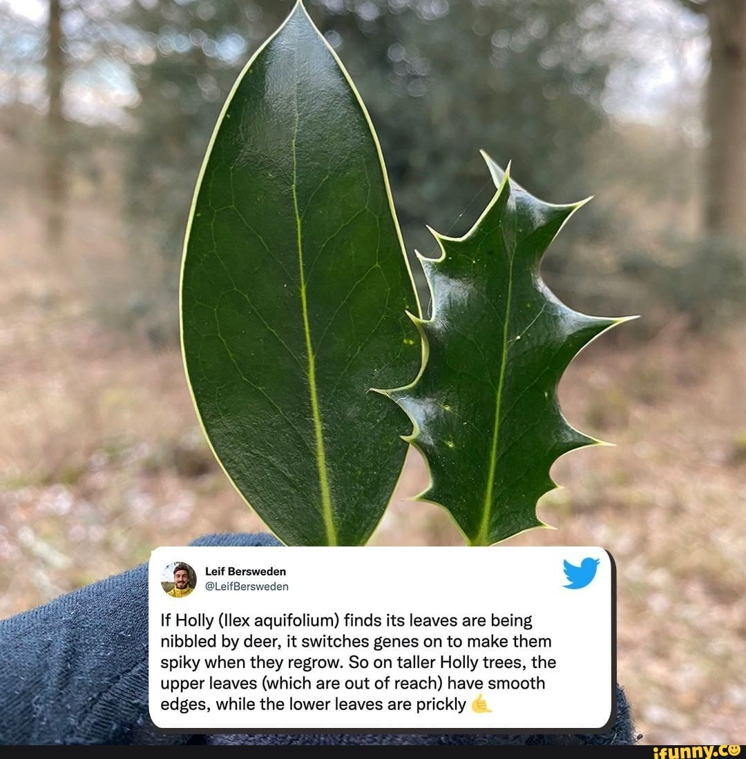 Leif Bersweden If Holly (Ilex aquifolium) finds its leaves are being
