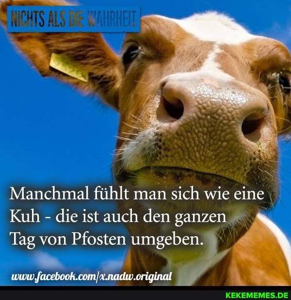 Manchmal fühlt man sich wie eine
Kuh - die ist auch den ganzen
Tag von Pfosten umgeben.
www