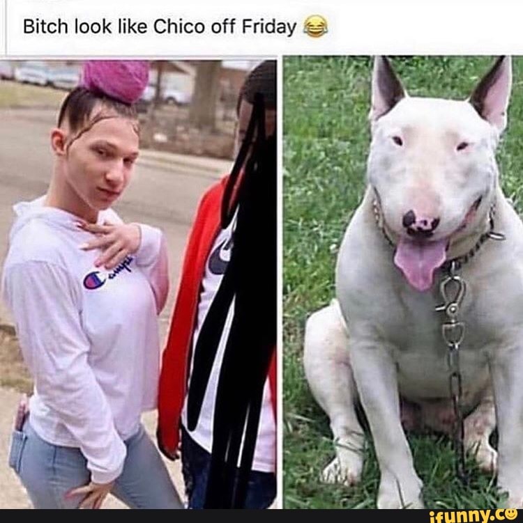 what kind of dog is chico from friday
