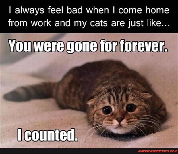 I always feel bad when I come home
from work and my cats are just like...
You were gone for forever.
counted.