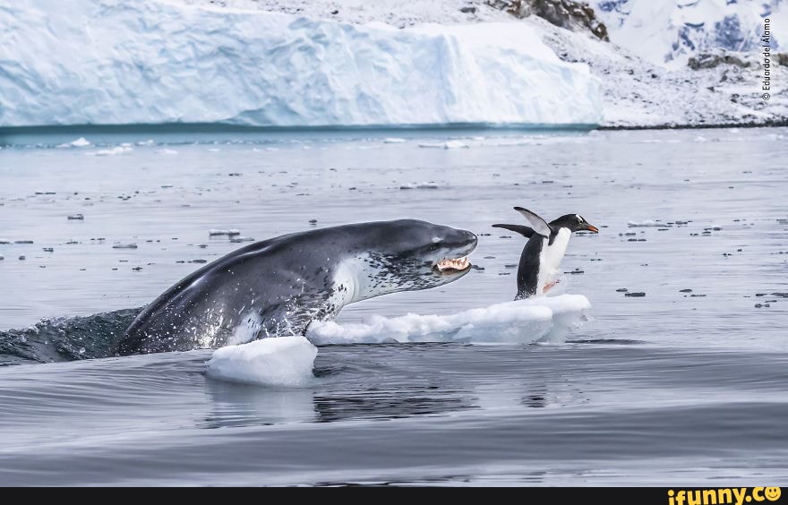 gentoo, penguin, trying, run, away, seal