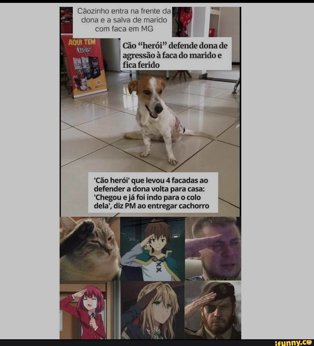 Cãozinho entra na frente da dona e a salva de marido com faca em MG
Cão "herói" defende dona de agressão à faca do marido e fica ferido
'Cão herói' que levou 4 facadas ao defender a dona volta para casa:
'Chegou e já foi indo para o colo dela', diz PM ao entregar cachorro I
