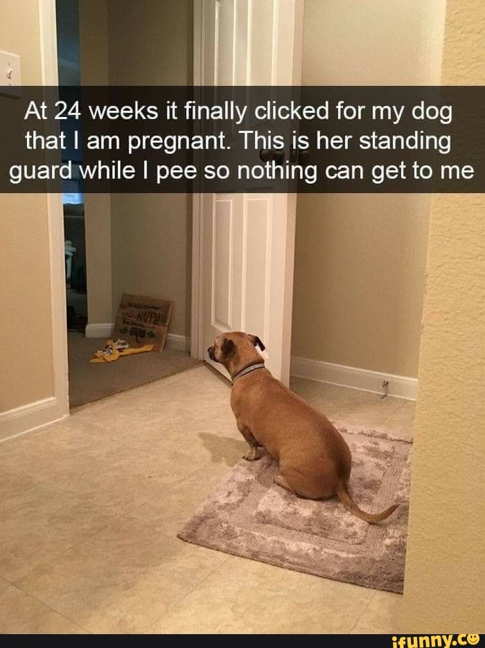 At 24 weeks it finally clicked for my dog
that I am pregnant. This is her standing
guard while I pee so nothing can get to me