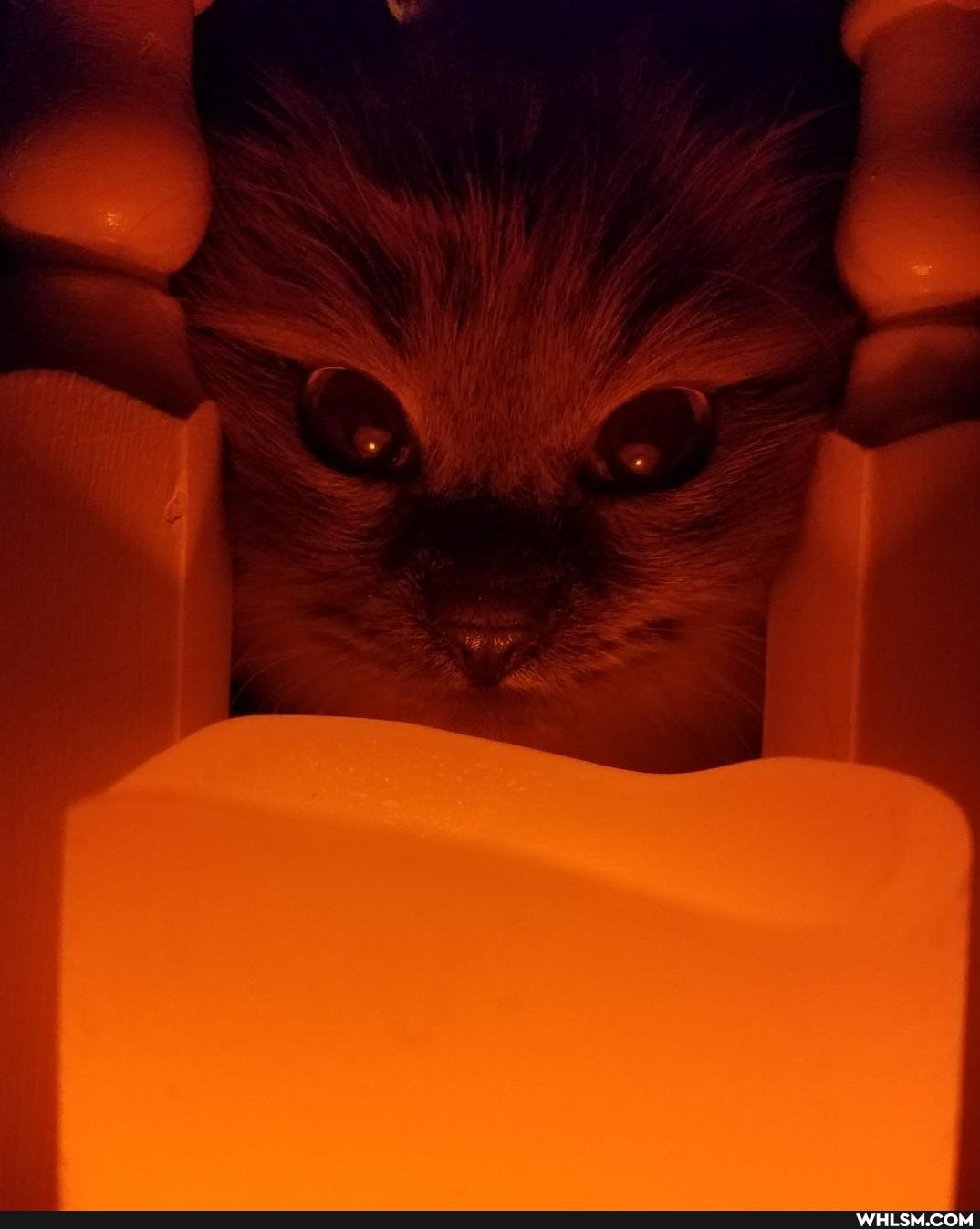 cat, funny, kitty
