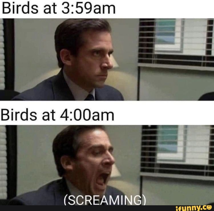 Birds at 3:59am
Birds at 4:00am
a
(SCREAMING)