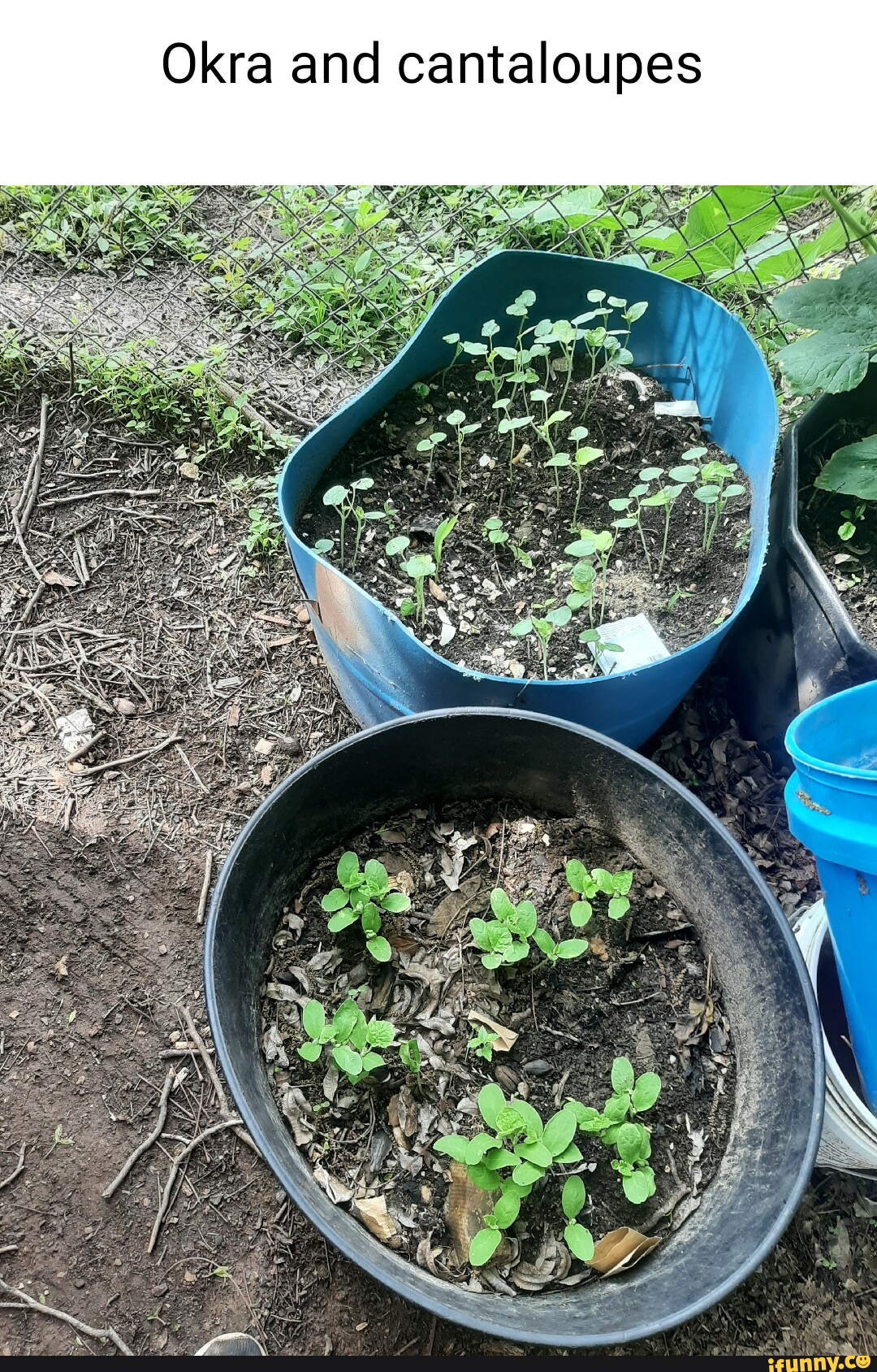 Okra memes. Best Collection of funny Okra pictures on iFunny