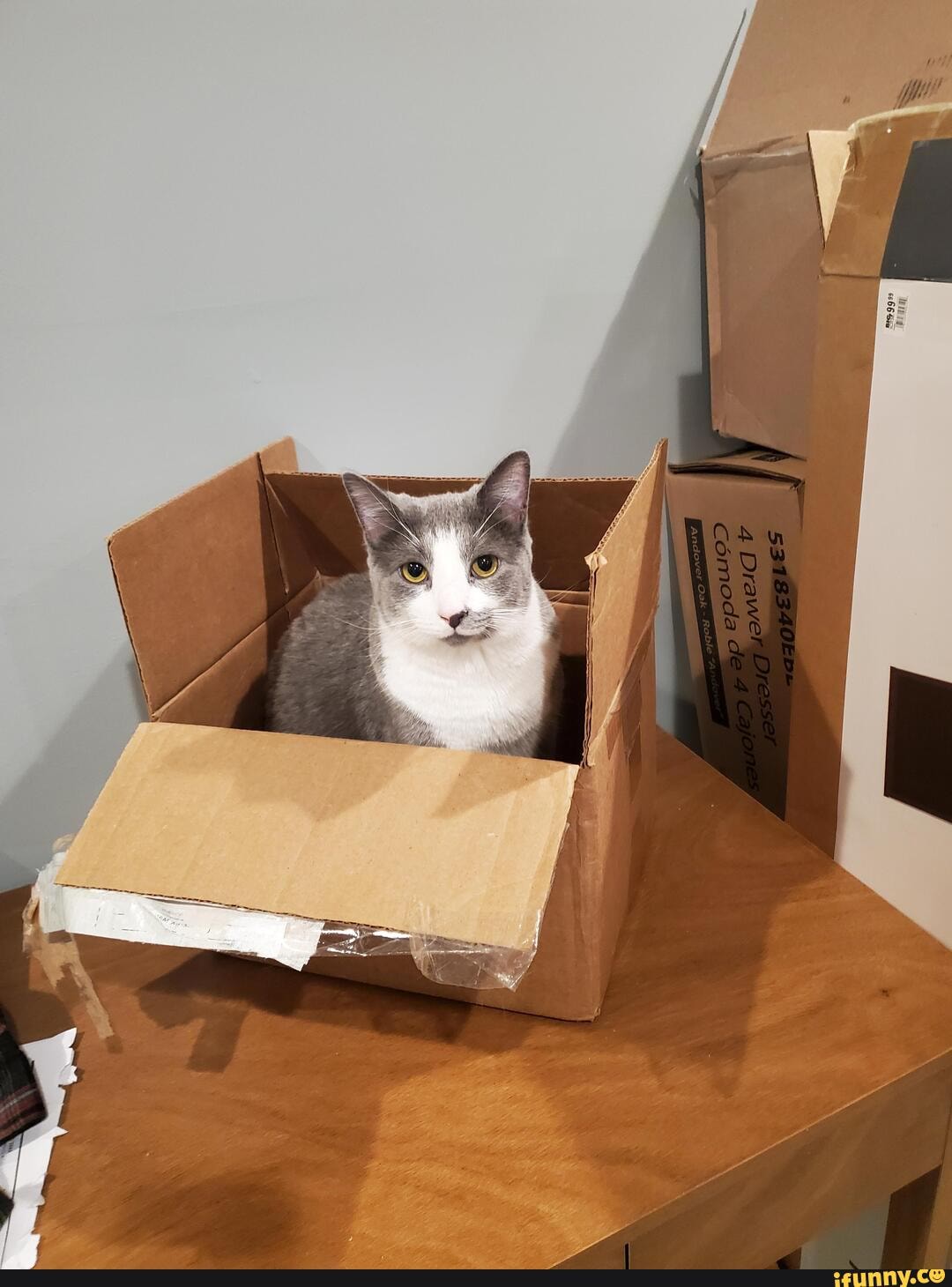 Cat_in_a_box memes. Best Collection of funny Cat_in_a_box pictures on