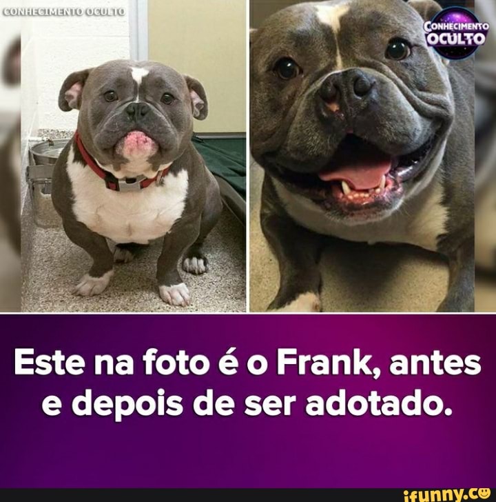 Este na foto é o Frank, antes e depois de ser adotado.