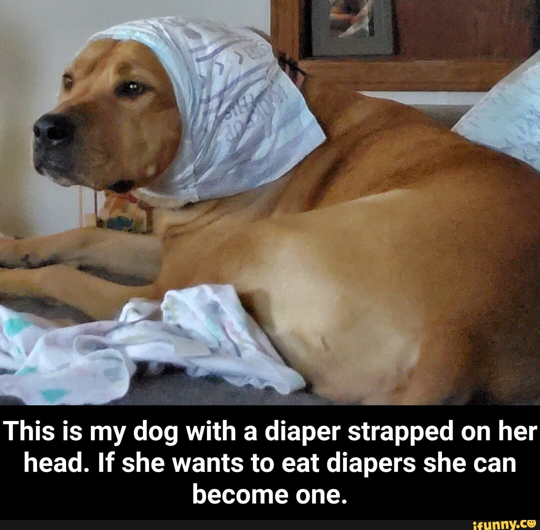 why do dogs eat diapers