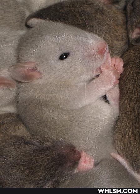 rodent, baby_animals, rat