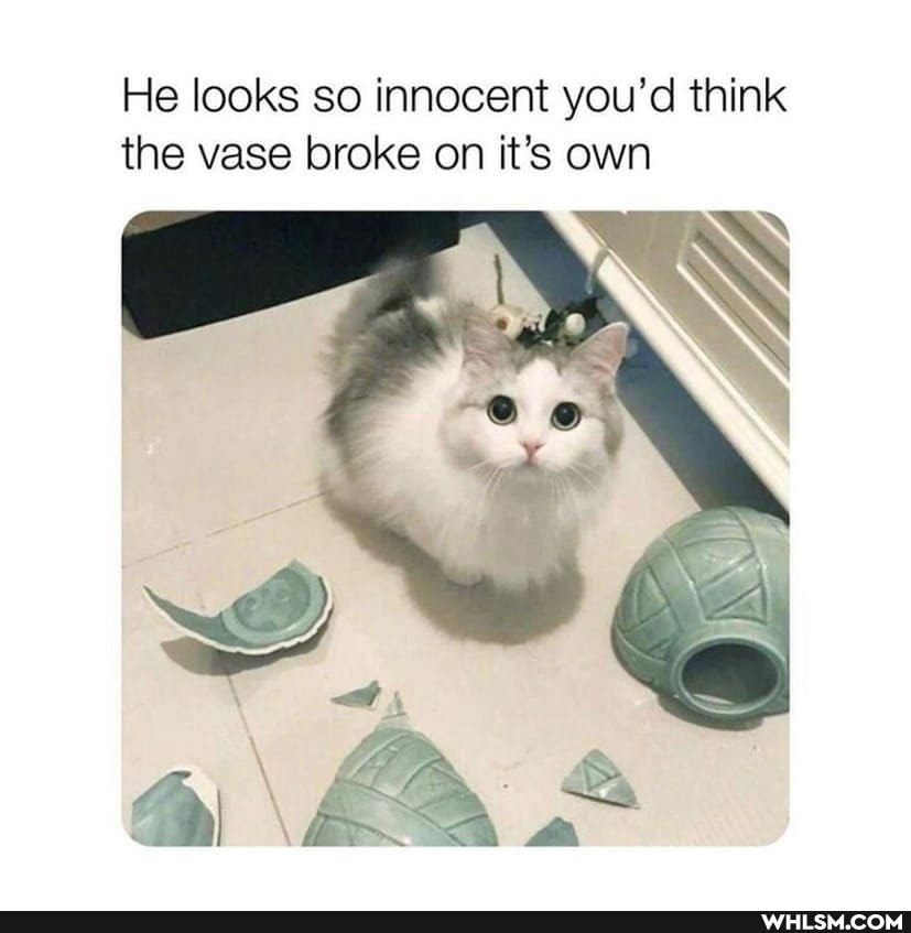 He looks so innocent you'd think
the vase broke on it's own