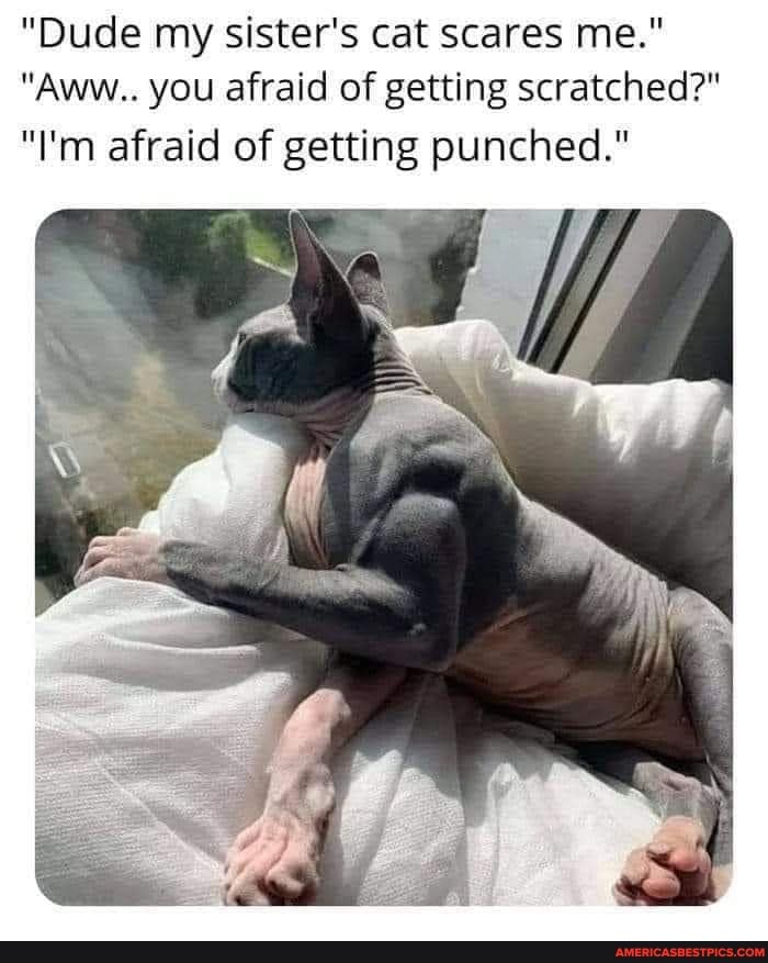 "Dude my sister's cat scares me."
"Aww.. you afraid of getting scratched?"
"I'm afraid of getting punched."