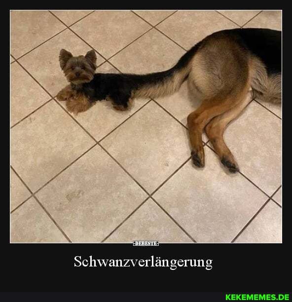 FR
Schwanzverlängerung