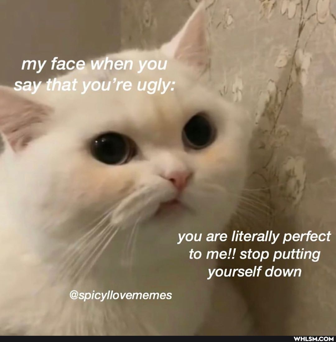 my face when you say that you're ugly:
you are literally perfect to me!! stop putting yourself down
@spicylovememes