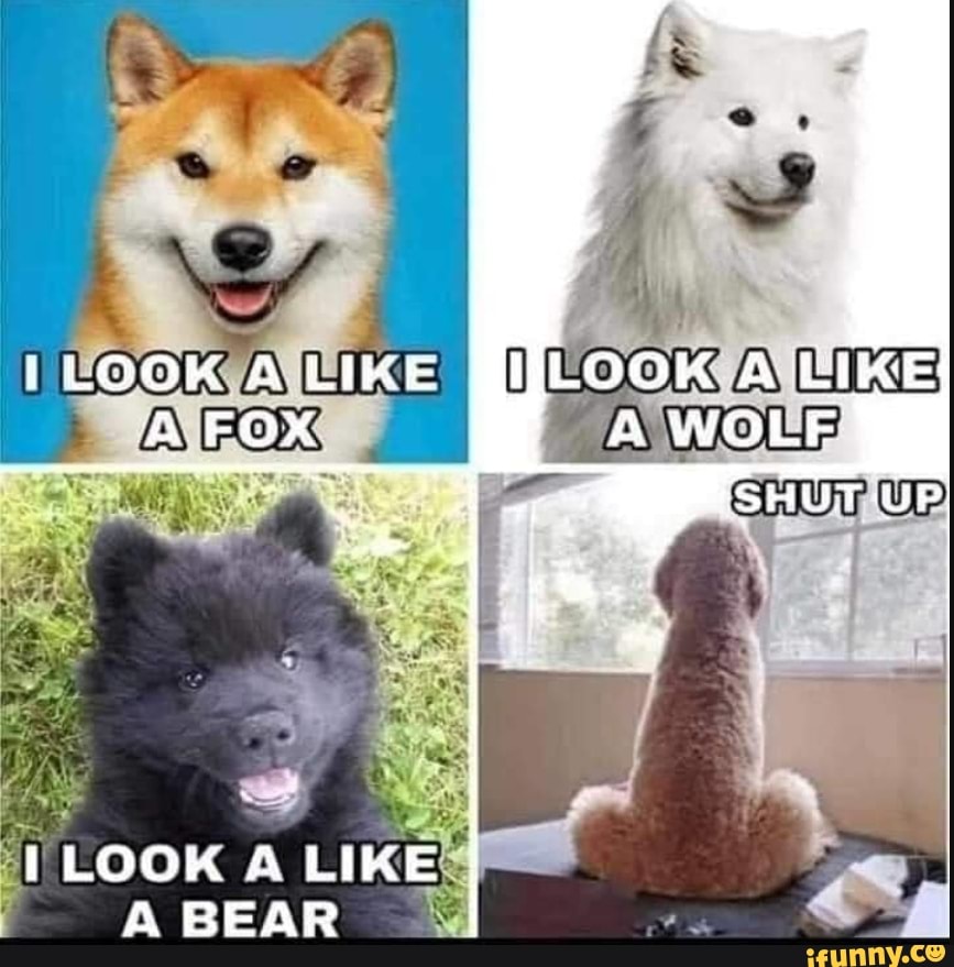 LOOK & CIKE LOOK A LIK FOX UP {LOOK A LIKE A BEAR - iFunny