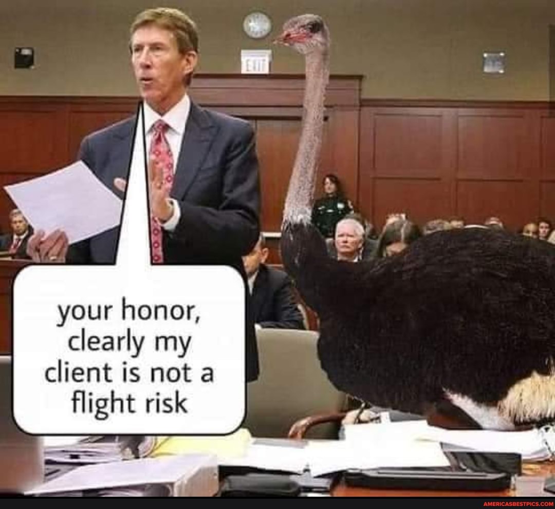 your honor, clearly my
client is not a
flight risk