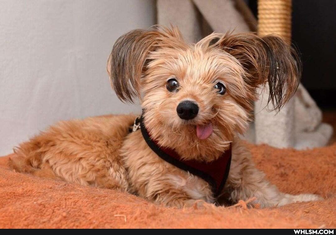 funny, aww, dog, derp