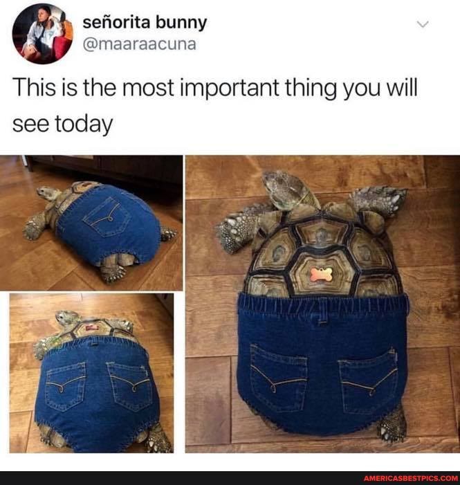 sefforite bunny
@maaraacuna
This is the most important thing you will see today