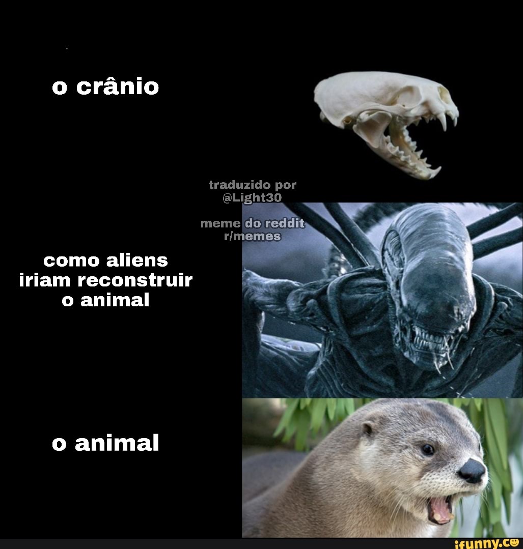 o crânio
o animal