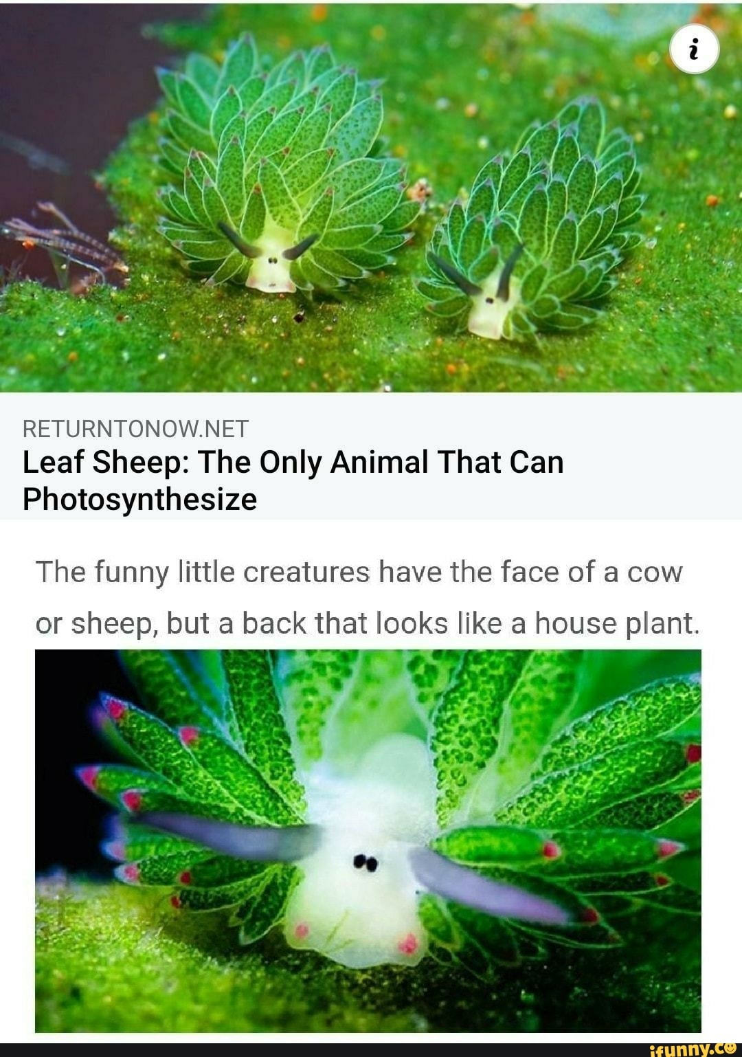 leaf sheep