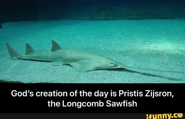 God's creation of the day is Pristis Zijsron,
the Longcomb Sawfish - God’s creation of the day is Pristis Zijsron, the Longcomb Sawfish