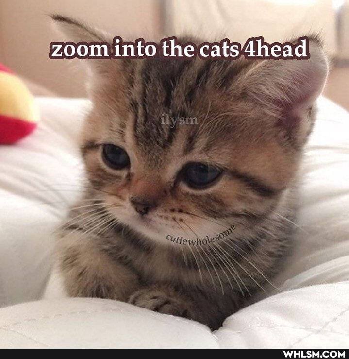 zoom into the cats 4head