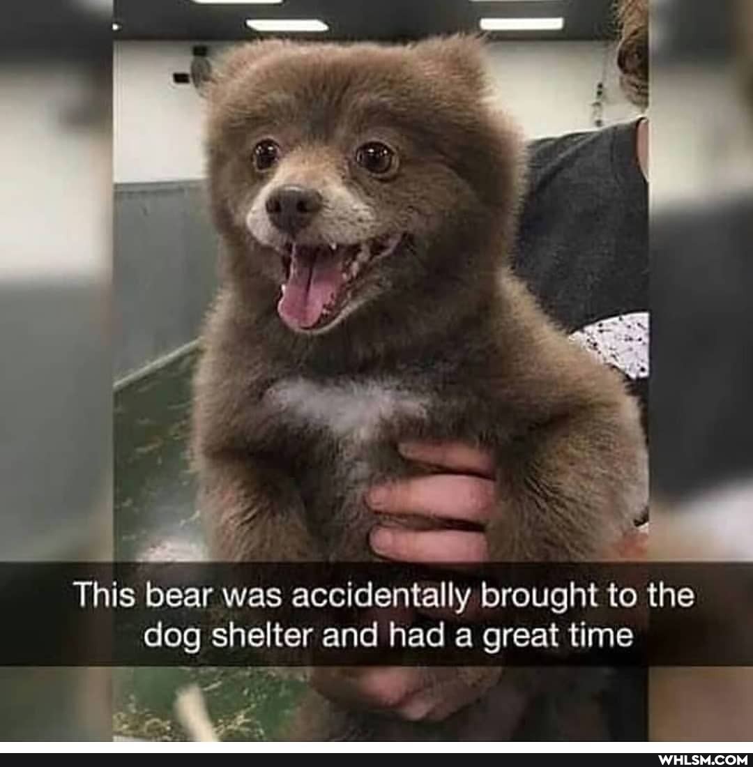 This bear was accidentally brought to the dog shelter and had a great time
SS all
