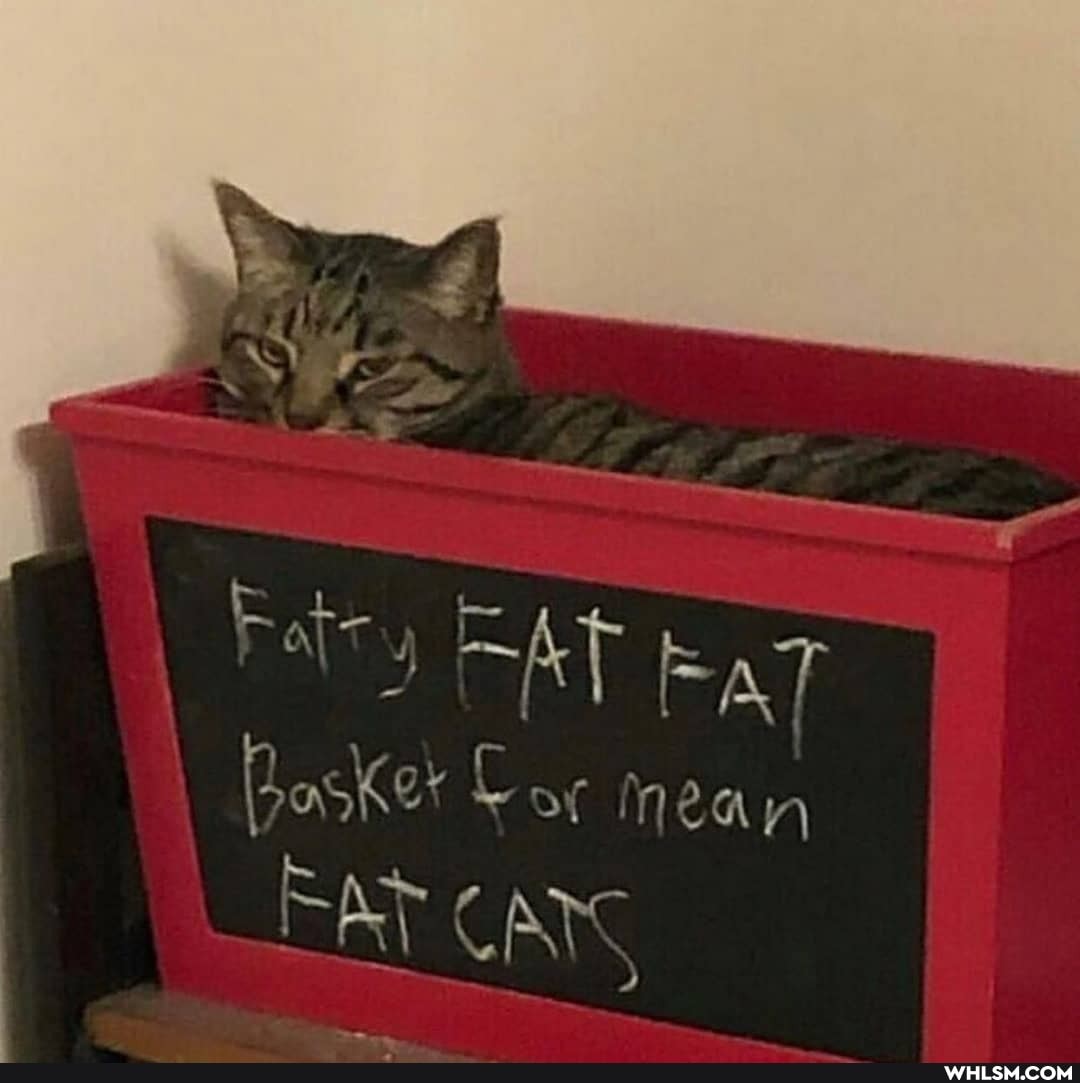 AT
EAT
Bagkes of Nean
FAT CATG
