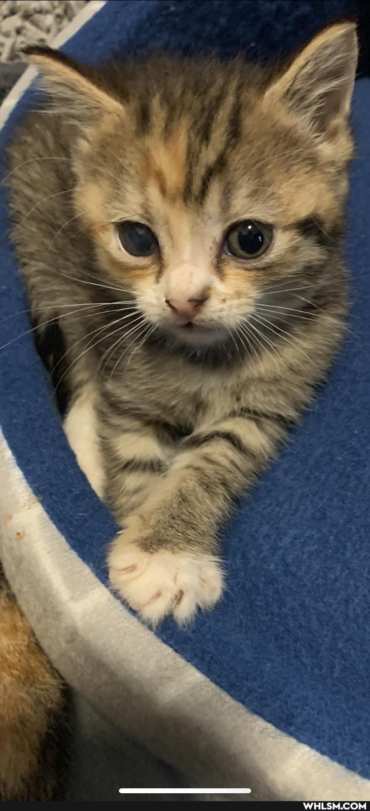 cat, kitten, rescue_kitten