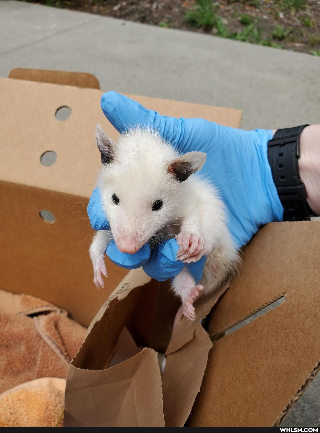 aww