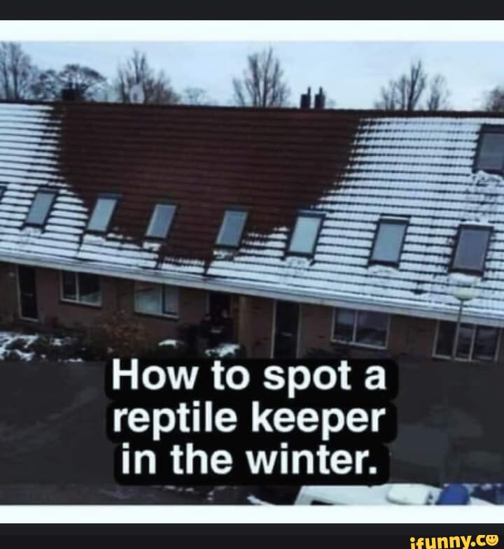 SSS How to spot a reptile keeper in the winter. iFunny