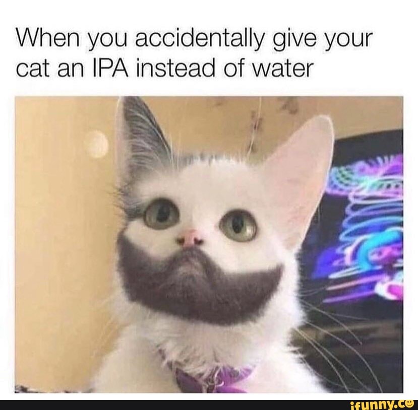 when-you-accidentally-give-your-cat-an-ipa-instead-of-water-ifunny