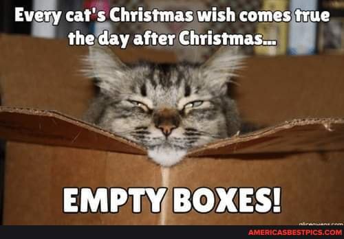 Every cat39s Christmas wish comes true the day after Christmas EMPTY  BOXES - America39s best pics and videos