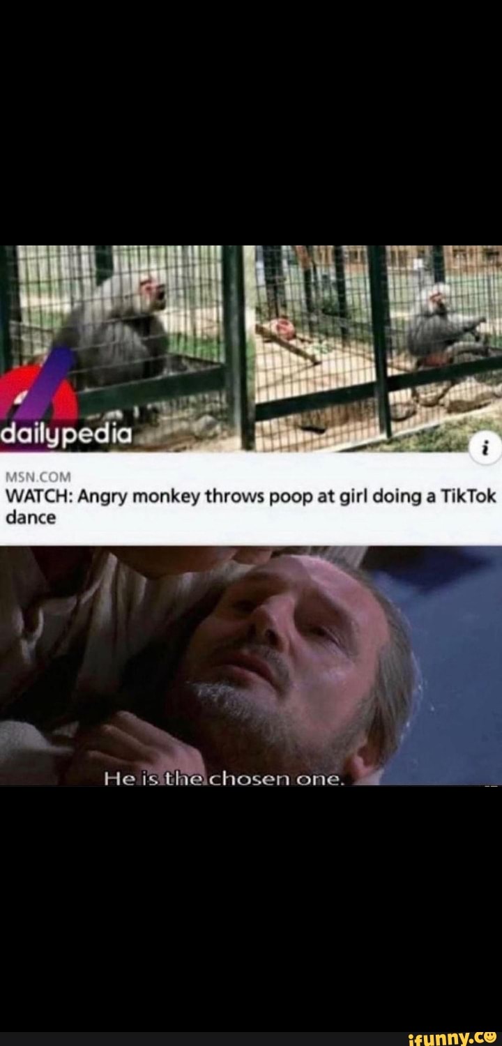 WATCH Angry monkey throws poop at girl doing a TikTok dailypedia dance