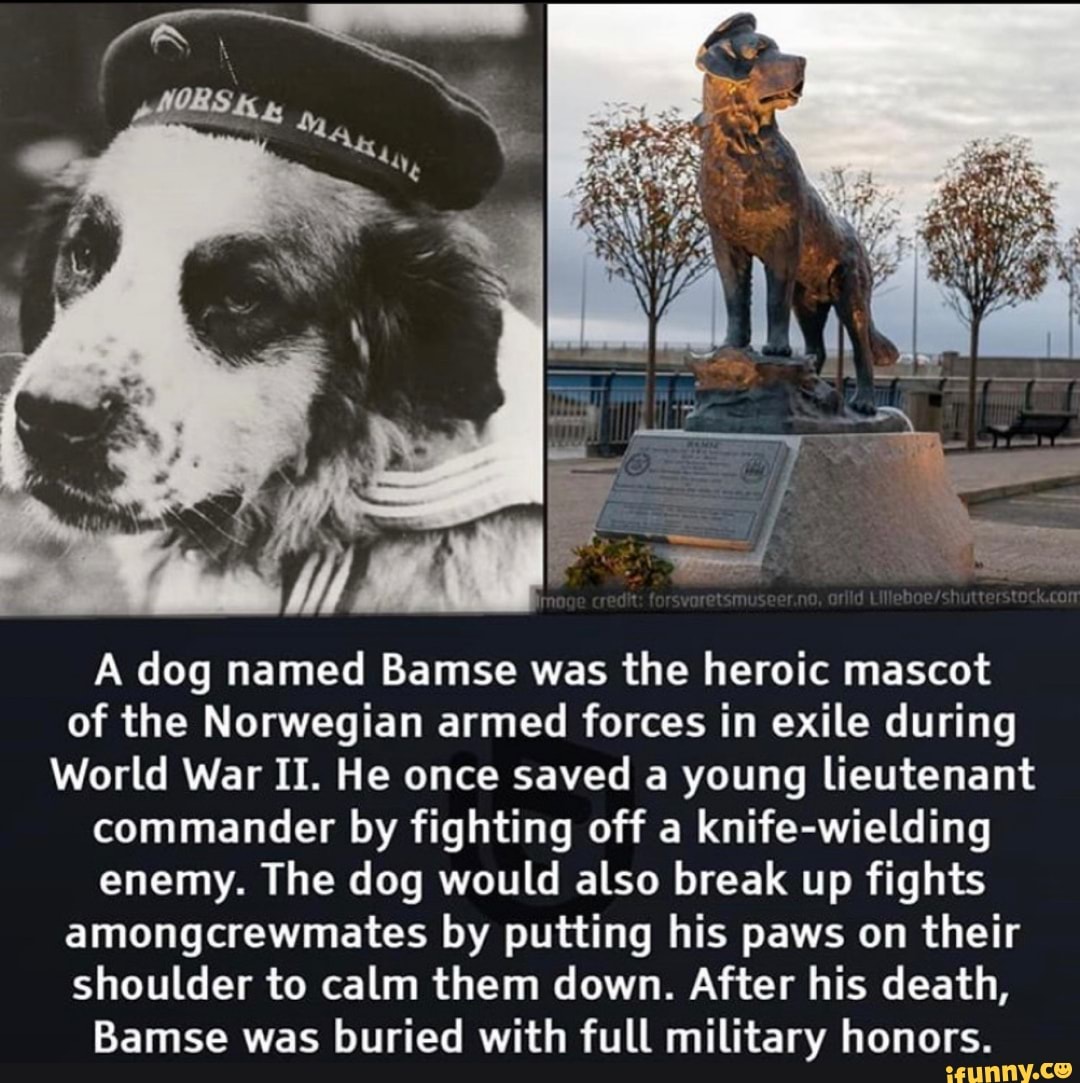 A dog named Bamse was the heroic mascot of the Norwegian armed forces in exile during
World War II. He once saved a young lieutenant commander by fighting off a knife-wielding enemy. The dog would also break up fights amongcrewmates by putting his paws on their shoulder to calm them down. After his death,
Bamse was buried with full military honors.