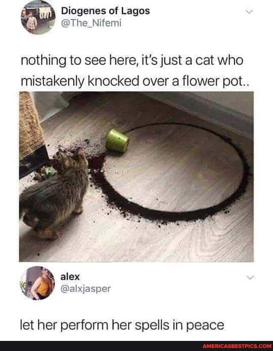 nothing to see here, it's just a cat who mistakenly knocked over a flower pot..
let her perform her spells in peace