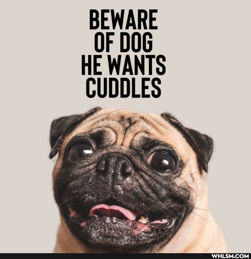 BEWARE OF DOG HE WANTS CUDDLES