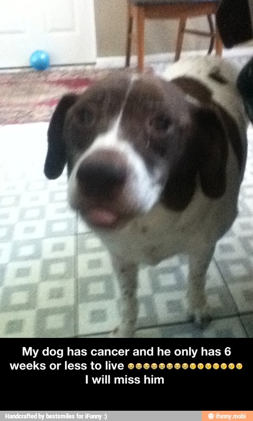 My dog has cancer and he only has 6
weeks or less to live eeee
I will miss him - My dog has cancer and he only has 6 weeks or less to live πππππππππ’π’π’π’π’π’π’ I will miss him