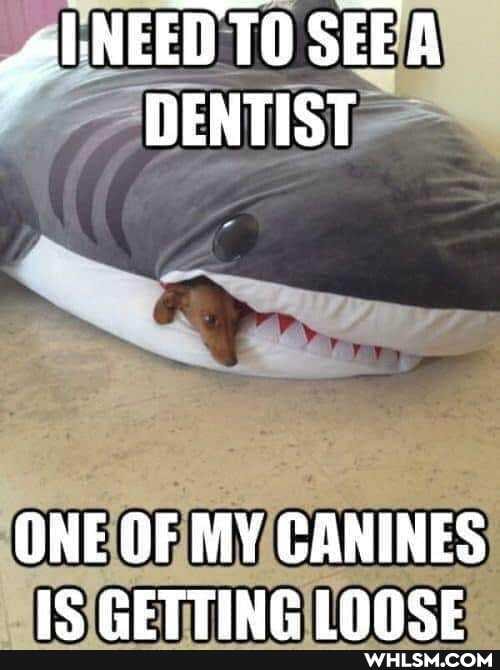 gel NEED TO SEEA DENTIST
ONE OF MY CANINES PETTING LNNCE