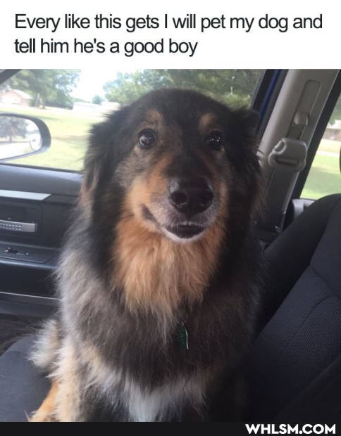 Every like this gets I will pet my dog and tell him he's a good boy