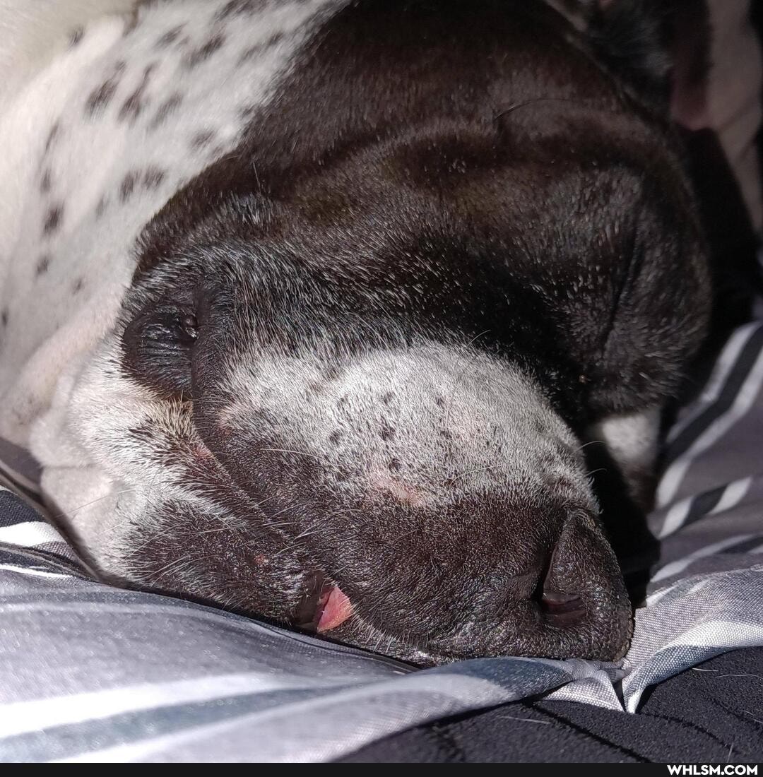 dogs, happy, beautiful, quarantine