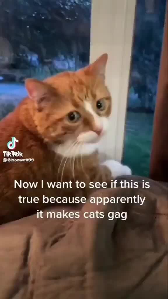 Now I want to see if this is true because apparently it makes cats gag )
