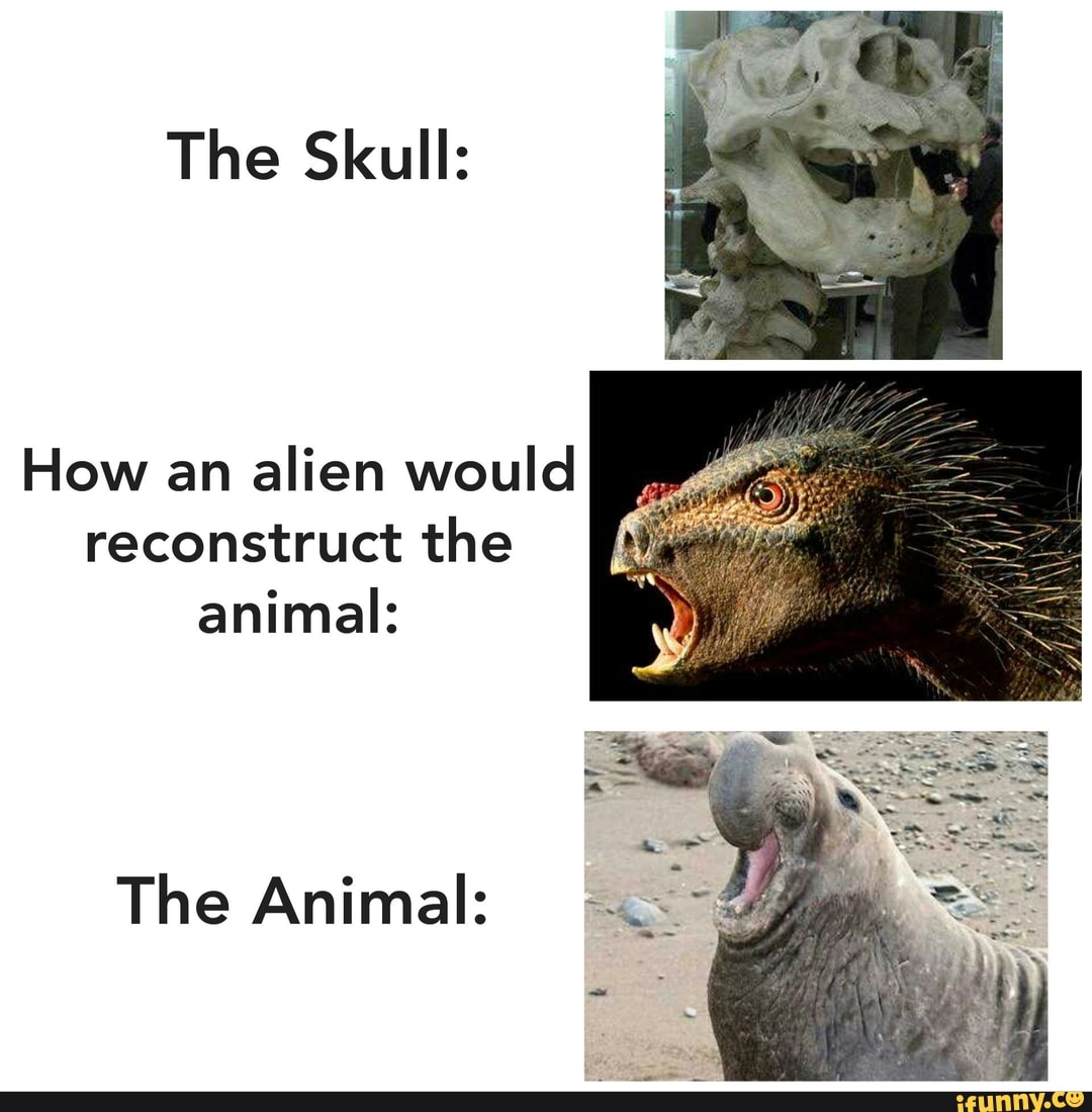 The Skull:
How an
alien would
reconstruct the
animal:
The Animal: