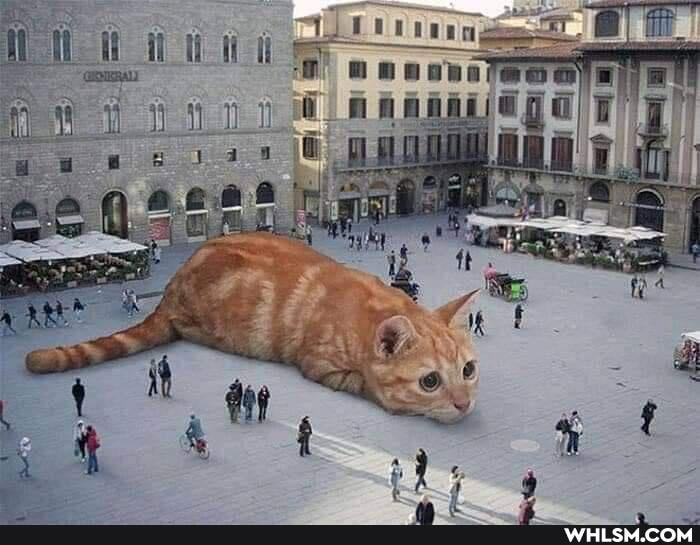 cat, cool, pets, cuteness_overload