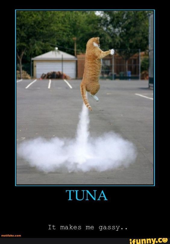 TUNA It makes me gassy.. iFunny