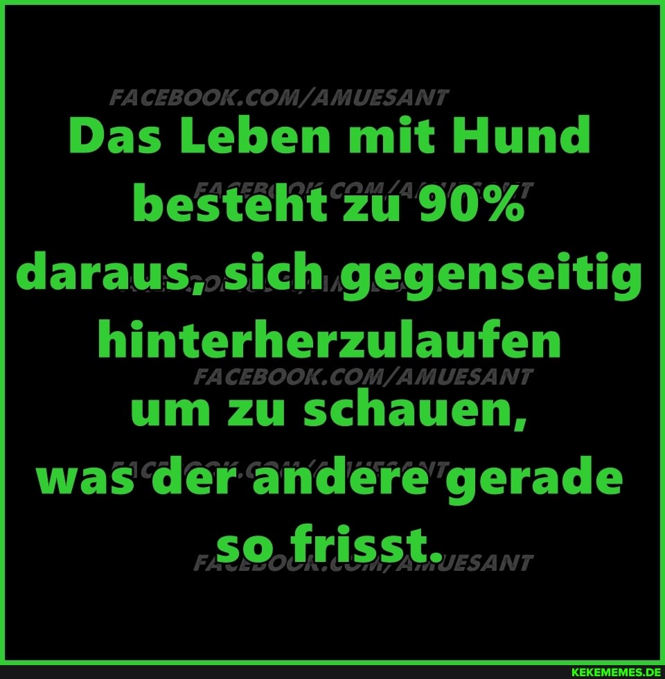 Das Leben mit Hund besteht zu 90% daraus, sich gegenseitig hinterherzulaufen um zu schauen, was der andere gerade
so,frisst.